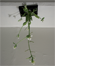 watering Arabidopsis I
